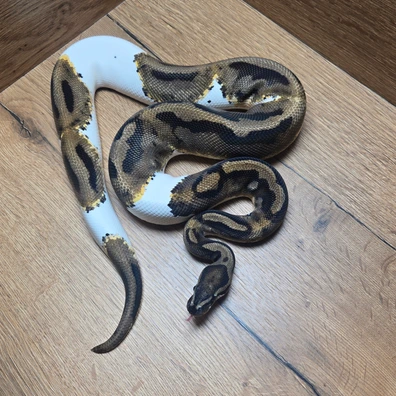 Pied Het Ghost Ball Python - male for sale from Neon Snakes