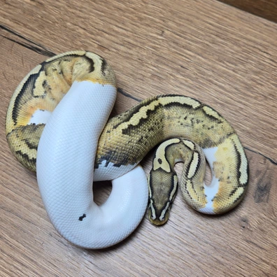 Pastel Ghost Pied Ball Python - male for sale from Neon Snakes