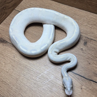 Highway Ball Python - male for sale from Neon Snakes