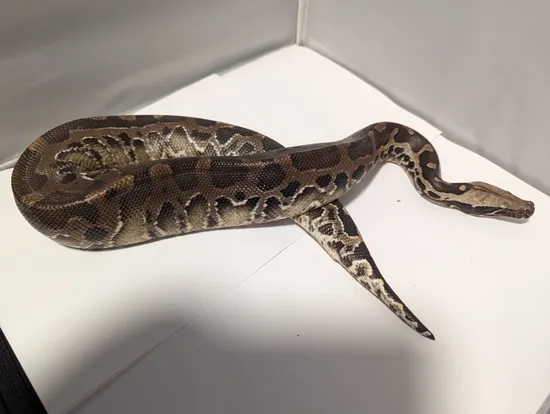 1.0 Chromehead SSTP Sumatran Short-Tailed Python by Midnight Rose Exotics