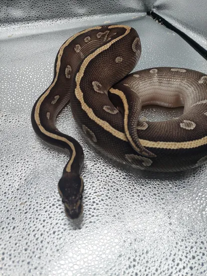 Super Phantom Possible YB Ball Python by Neptune's Pythons