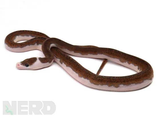 Piehead Python Piebald Reticulated Python by NERD