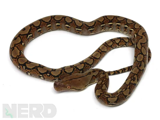 2021 1.1 Pair 100% Het Ocelot (Rainbow) 100% Het Caramel Or Het Clark ...