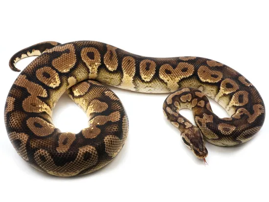 Pastel Coffee Fader Yellowbelly Ball Python by NERD