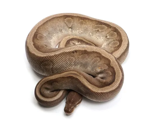 Hidden Gene Woma Lucifer Enchi + Ball Python by NERD