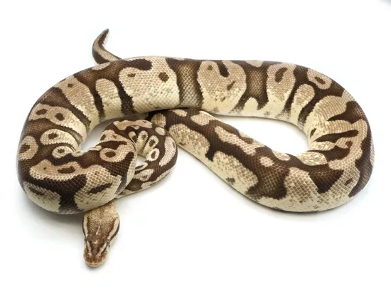 Pastel Lucifer Yellowbelly Fader Ball Python by NERD