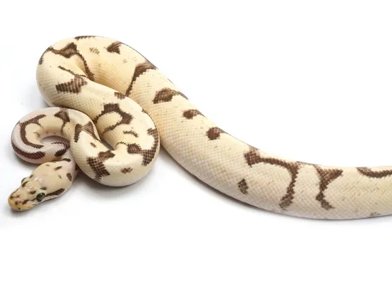 Bumble Bee Lucifer Yellowbelly Ball Python by NERD