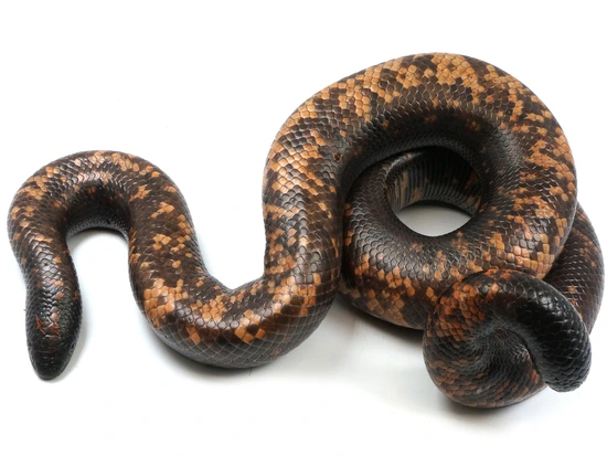 Calabar Burrowing Python Dumeril's Boa by NERD