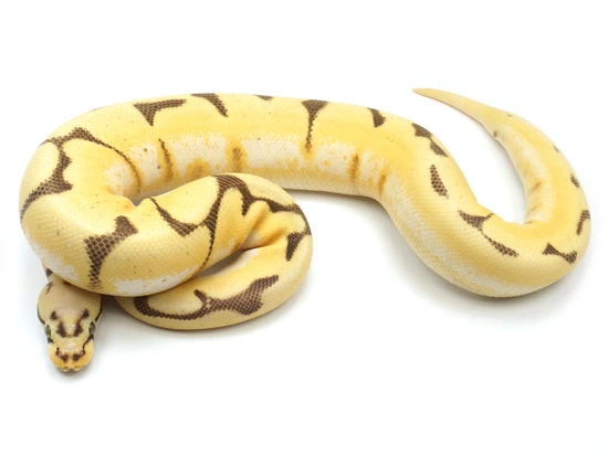 Bumble Bee Bald Lucifer Ball Python by NERD