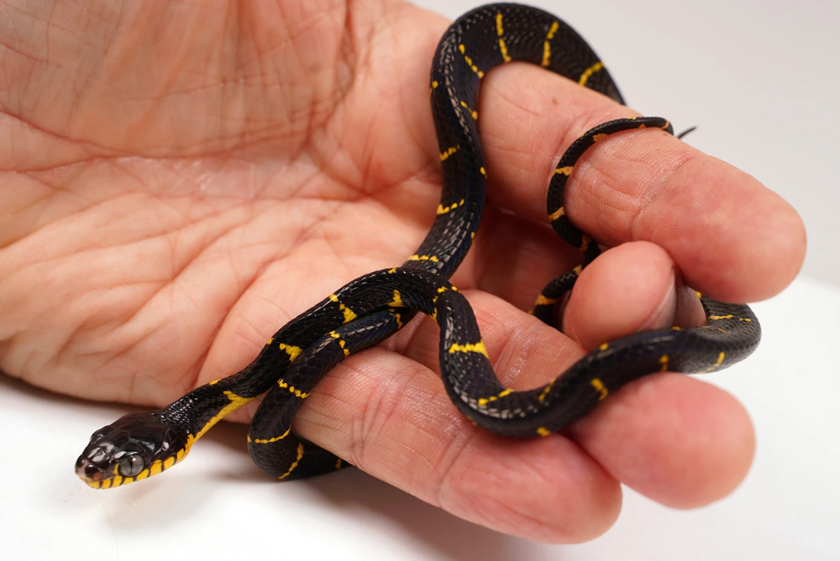 boiga melanota for sale Het Albino Mangrove Snake - From Crowley More Colubrids by NERD Flavor:Voodoo best oral bpc-157 2026 __with:pregnalux