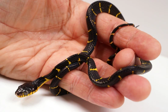 Het Albino Mangrove Snake - Boiga Melanota From Crowley
