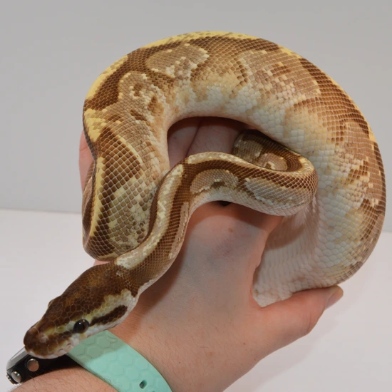 Yellowbelly Lucifer Odium Enchi Possible Het Pied Ball Python by NERD