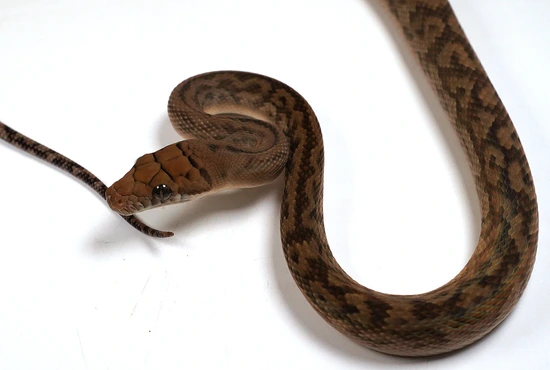 2023 Female Southern Scrub (Merauke) Python - Very Friendly!!!! Scrub ...
