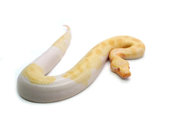 Female T- Albino Piebald Blood Python by NERD