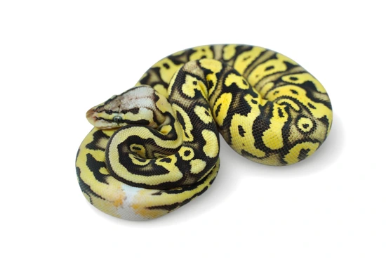 Super Pastel Lucifer Fader Bald Het Clown Het Pied Ball Python by NERD
