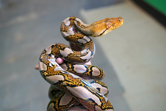 Female Het Ocelot Reticulated Python by NERD
