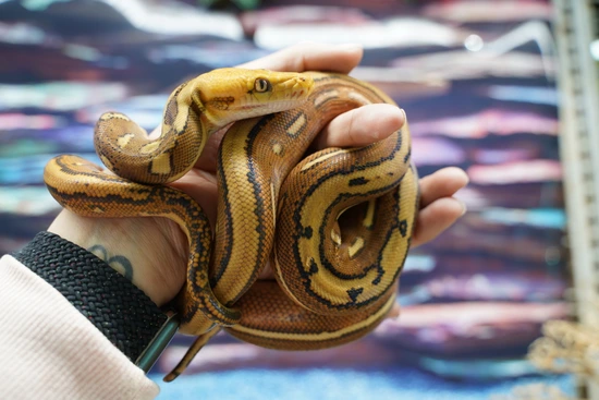 Tiger Orange Ghost Stripe Female Reticulated Python by NERD