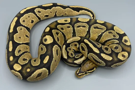 Ghost Het Sunset Ball Python by J5 Reptiles