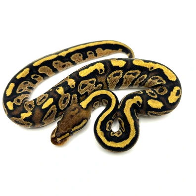 Hurricane Fire Het Puzzle 50% Het Clown Ball Python - female for sale from Neverland Reptiles