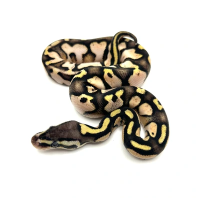 Calico Pastel (OD) Het Sunset Het Puzzle Ball Python - female for sale from Neverland Reptiles