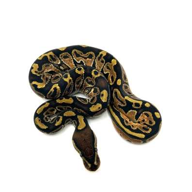 Hurricane ( Orange Dream ) Het Puzzle Poss Het Clown Ball Python - male for sale from Neverland Reptiles