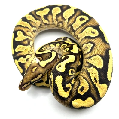 Lace Fire Yellow Belly Het Clown Ball Python - male for sale from Neverland Reptiles