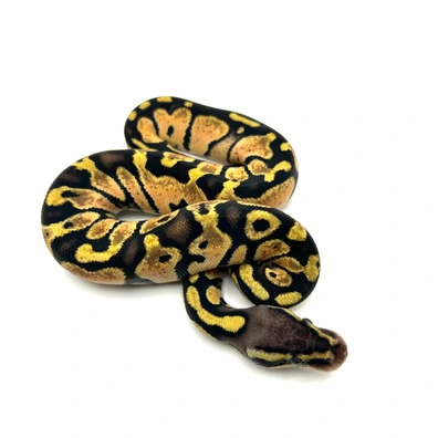 Pastel Orange Dream Het Puzzle 50% Het Clown Ball Python - female for sale from Neverland Reptiles