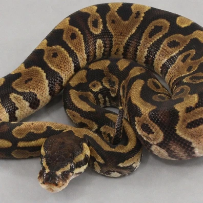 Gravel Het Clown Het Ultramel Ball Python - male for sale from Neverland Reptiles