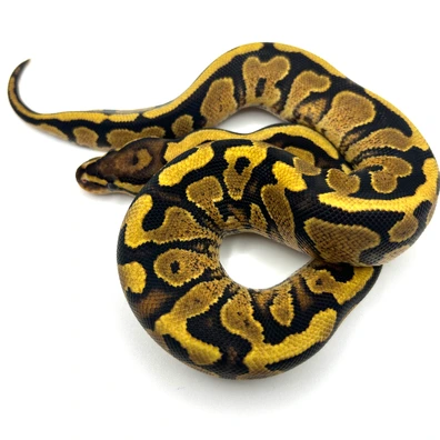 Gravel Fire Het Puzzle 50% Het Clown Ball Python - female for sale from Neverland Reptiles