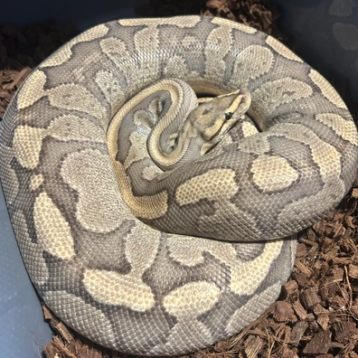 Red Stripe Fire Het Clown ( High Quality ) Ball Python - female for sale from Neverland Reptiles