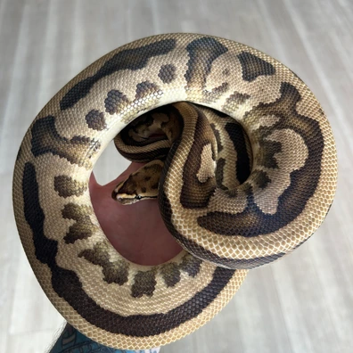 Gravel Leopard Fire Triple Het Clown Desert Ghost Pied Ball Python - male for sale from Neverland Reptiles