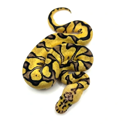 Firefly Enchi Orange Dream ( Gravel ) Clown