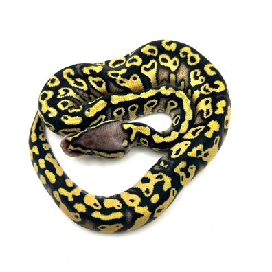 Hurricane Gravel Pastel Het Clown