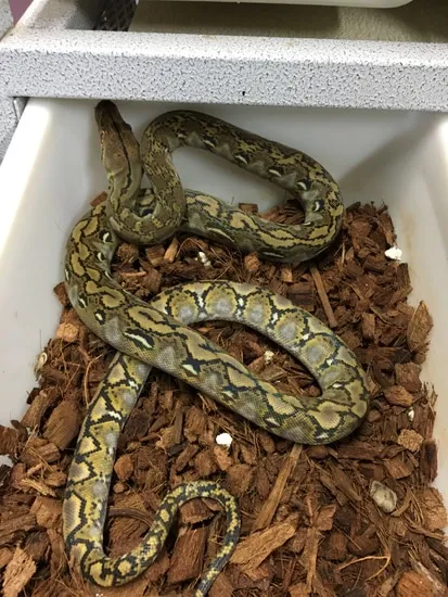 Pure Kalatoa Super Dwarf Reticulated Python by New Shed Serpents