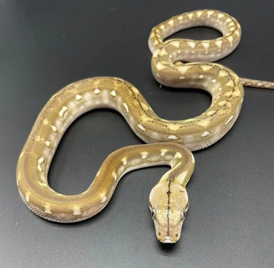 50% Kalatoa Anery Phantom Reticulated Python by New Shed Serpents