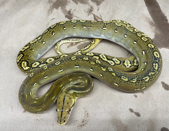 50% Selayer 25% Sd 66% Het Anery Phantom Reticulated Python by New Shed ...