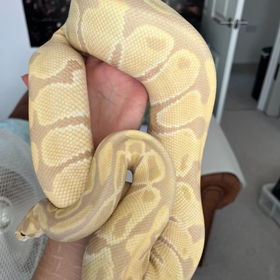 Candino PB Ball Python - female for sale from Candy Cove breeding
