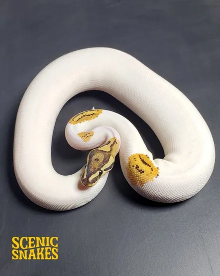 Fire Yellowbelly Pied Ball Python by Scenic Snakes