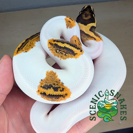 Yellowbelly Pied 100% Het DG Ball Python by Scenic Snakes