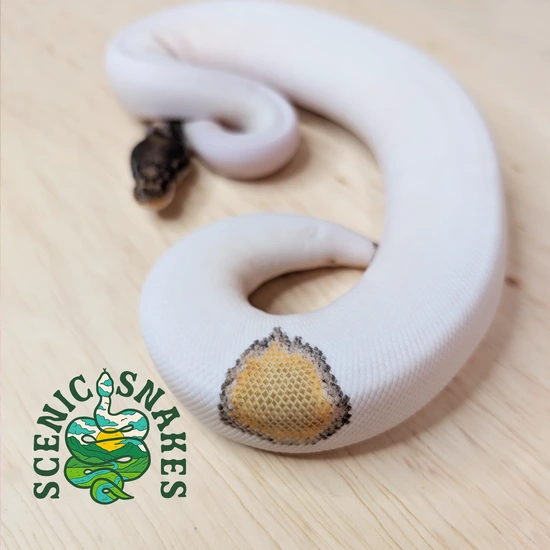 Mojave OD Pied+ Ball Python by Scenic Snakes