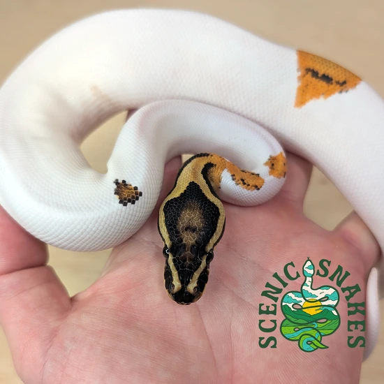 OD YB Pied Ball Python by Scenic Snakes