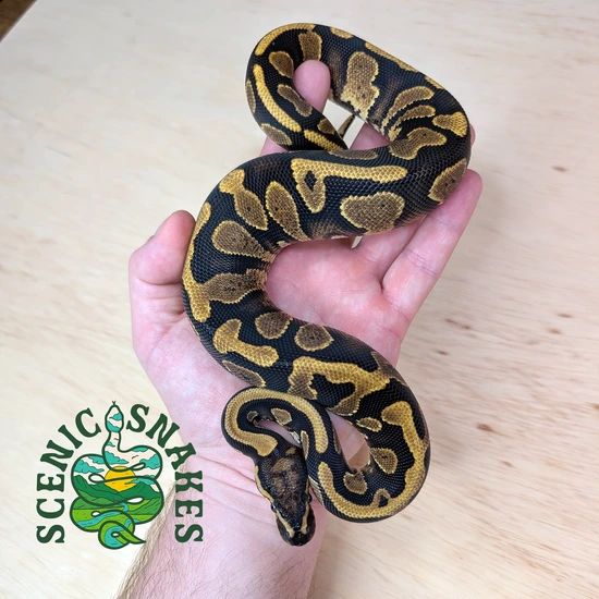 Yellowbelly Het Pied Het DG Ball Python by Scenic Snakes