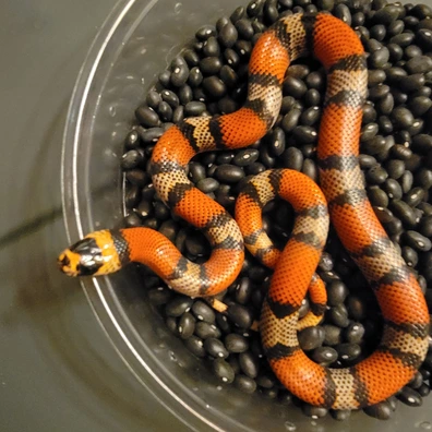 North West Alterna-tive Exotics - MorphMarket
