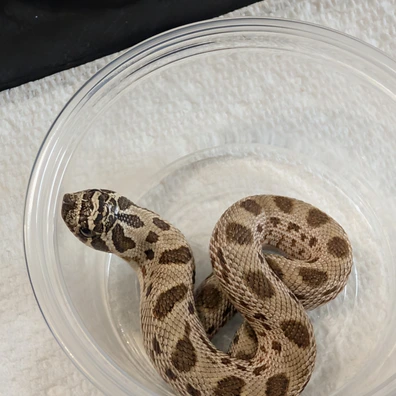 North West Alterna-tive Exotics - MorphMarket