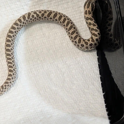North West Alterna-tive Exotics - MorphMarket