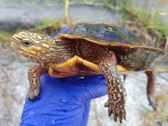Colima Wood Turtle (Perixantha) by Tortoise Morphs