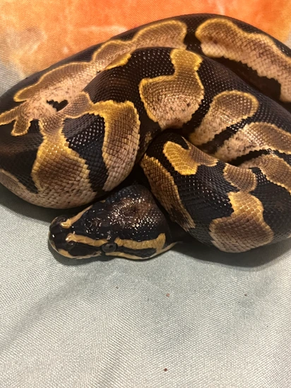 Fire HRA Calico Het Pied Ball Python by A Kaleidoscope Inspired Reptile ...