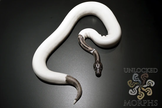 2023 (Super) Leopard VPI Pied Proven Breeder Ball Python by Unlocked Morphs