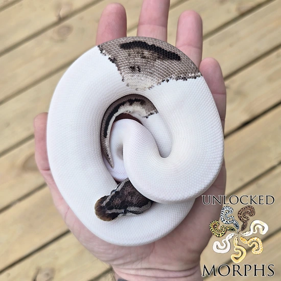 2025 Male Leopard VPI Axanthic Pied Ball Python by Unlocked Morphs