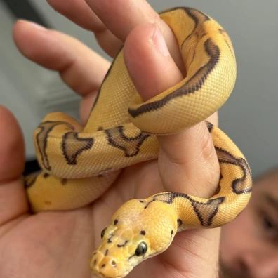 11/2025 High Contrast Enchi Ghost Clown Male Ball Python - male for sale from Madagaskar Park